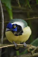 Cyanocorax yncas, carriqui parado sobre tronco de arbol observando fijamente 