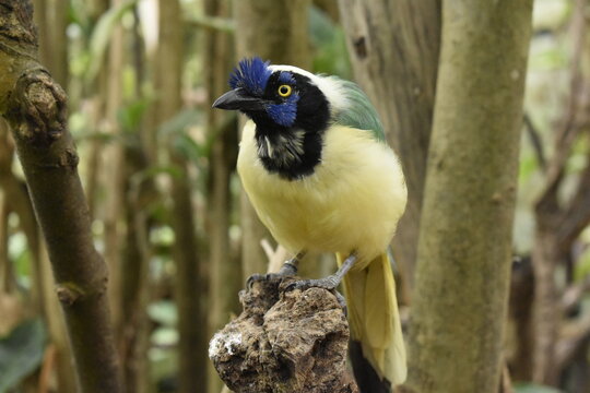Cyanocorax yncas, carriqui parado sobre tronco de arbol observando fijamente 