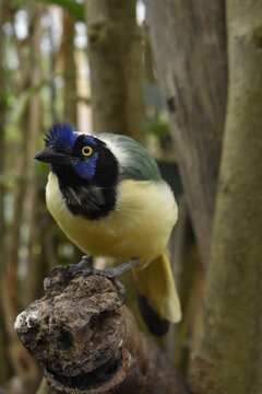 Cyanocorax yncas, carriqui parado sobre tronco de arbol observando fijamente 