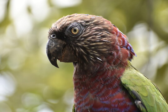 Deroptyus accipitrinus, lora gavilana situada en un habitad natural 