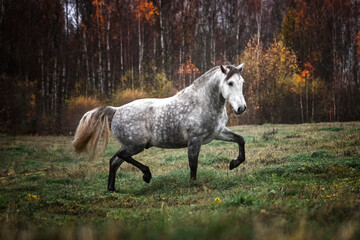 Grey andalusian horse trotting in the autumn field alone and free. - obrazy, fototapety, plakaty