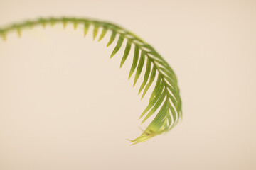 palm leaf background on beige (light brown)