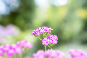 beautiful pink light flowers on a blurry background. selective focus