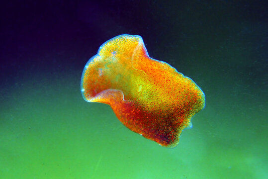 Red planaria flatworms - Convolutriloba retrogemma