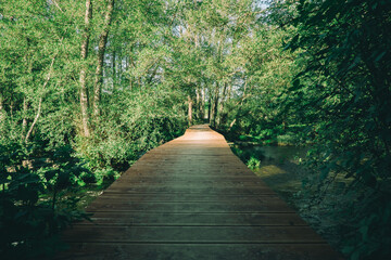Fototapeta premium wooden bridge in the forest