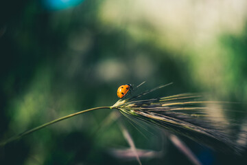 ladybird on a leaf