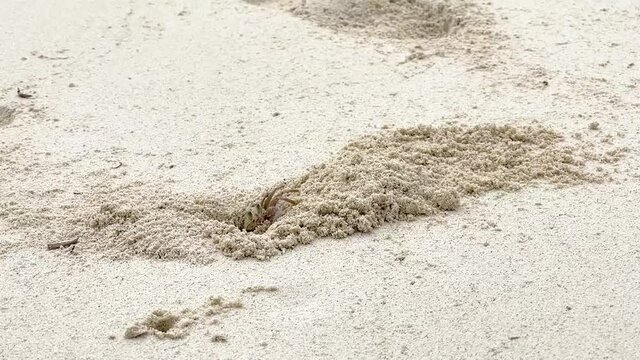 A funny ghost crab digs a hole in the sand on a beach in Kenya Africa and throws out a pile of sand.