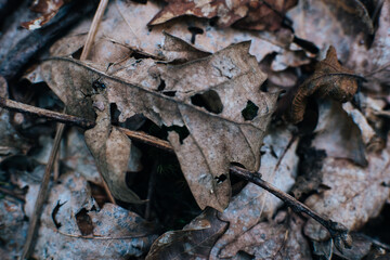 brown ant on a leaf