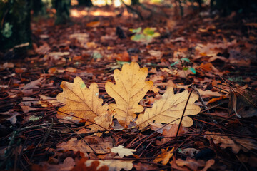 autumn leaves on the ground