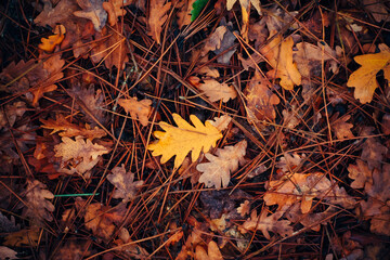 autumn leaves on the ground