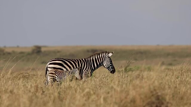 A mother Plains zebra and her young baby calf walking together through the tall grass of Kenya Africa