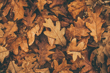 autumn leaves background