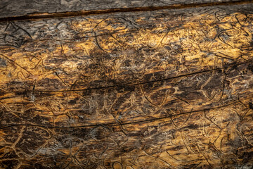 Fototapeta na wymiar Insect Trails Etched Into Fallen Log