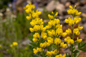 Golden Banner Wildflowers Blooming in Rocky Mountain