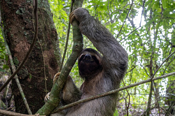 animal, tree, wildlife, mammal, nature, wild, koala, zoo, forest, black, fur, bear, jungle, baby, australia, sitting, branch, face, costa rica, cute, macaque, endangered, sloth, climbing, america,