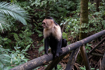 animal, wildlife, nature, mammal, squirrel, wild, baby, zoo, cute, capuchin, fur, tree, small, face, forest, jungle, animals, portrait, tropical, saimiri, costa rica, squirrel monkey, looking, adorabl