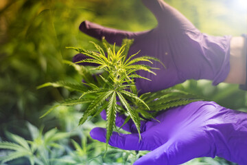 background from marijuana plants and hands in gloves hold the plant, the image is out of focus.