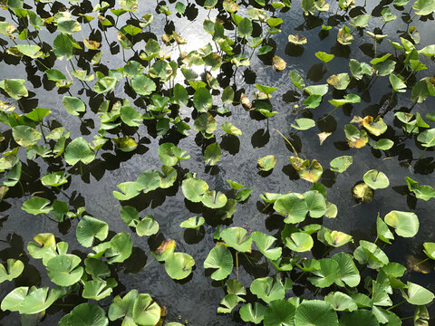 Nelumbonaceae, Lotus Flowers On The Lake