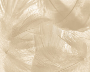 Beautiful abstract white and brown feathers on white background and soft yellow feather texture on...