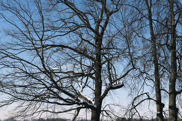 top of the tree branches pattern against blue sky in cold winter outdoors