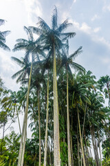 Obraz na płótnie Canvas Landscape of Singapore botanic gardens