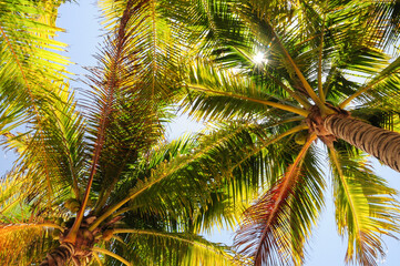 Fototapeta na wymiar Shade under the palm trees at Akumal Beach, Quintana Roo, Mexico