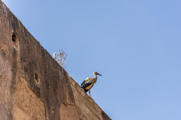 Storks over the walls of Meknes, Morocco