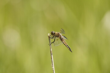Four-spotted skimmer dragonfly on a stick