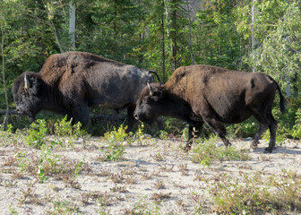 Obraz na płótnie Canvas American Bisons on their migration route