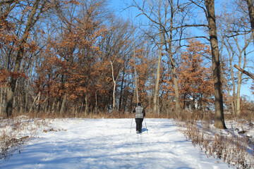 Woman cross country skiing on the North Branch Trail at Miami Woods in winter in Morton Grove, Illinois