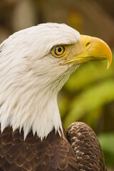 portrait of the eagle