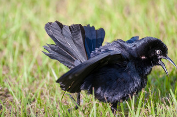 crow on the grass
