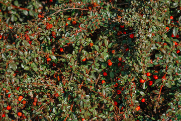 Cotoneaster horizontalis or rock cotoneaster. Red berries.