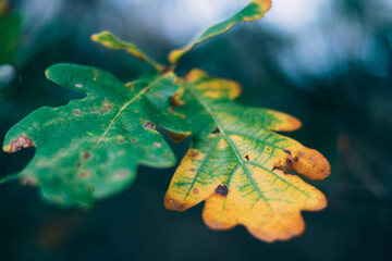 Fototapeta na wymiar leaf on a tree