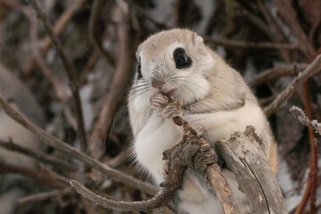 エゾモモンガ　冬　北海道