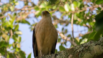bird on a branch