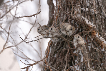 エゾモモンガ　冬　北海道