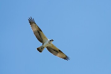 Balbuzard Pêcheur en vol