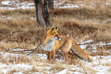 In a forested area, a wild fox walks freely on dry grass covered with snow