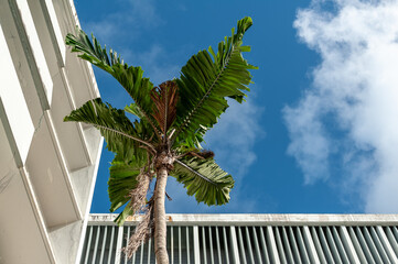 Fototapeta na wymiar palm tree in front of a building
