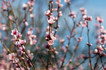 Delicate pink background with branches of blooming peach