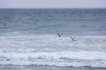 Pelicans flying above ocean surf on a stormy gray day.