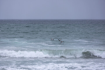 Pelicans flying above ocean surf on a stormy gray day.