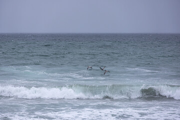 Pelicans flying above ocean surf on a stormy gray day.
