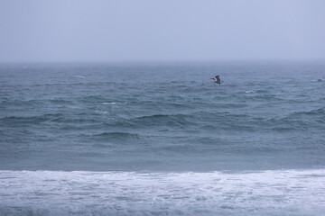 Lone pelican flying above ocean surf on a stormy gray day.