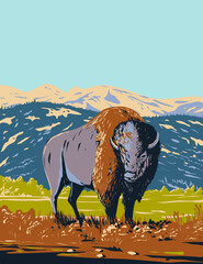 WPA poster art of a North American bison or Plains bison roaming in the prairie of Yellowstone National Park, Wyoming, United States of America USA done in works project administration style.  © Redwater Vectors