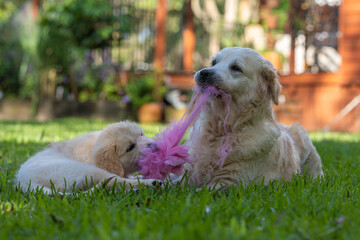 Puppy and mother golden retriever playing outdoors