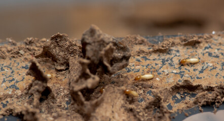 Close up of Termites Eating wood, (Termite damage house)