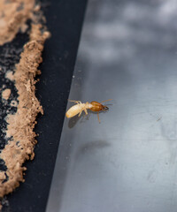 Close up of Termites Eating wood, (Termite damage house)