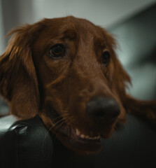 Portrait of an irish setter